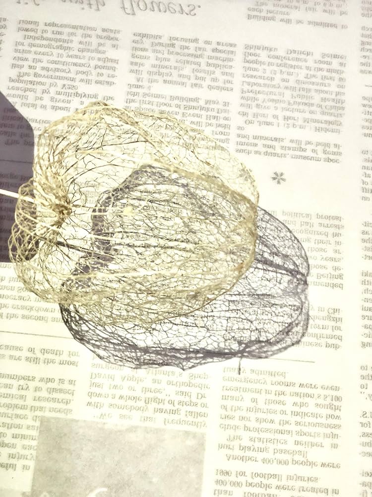 専用✨迎春2022✨正月飾り スカシホオズキ (ドライ) Sale!稲穂のスワッグ☆お正月飾り ドライフラワー L'atelier